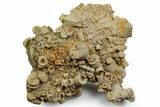 Mississippian Fossil Crinoid Stem Cluster - Kentucky #358730-1